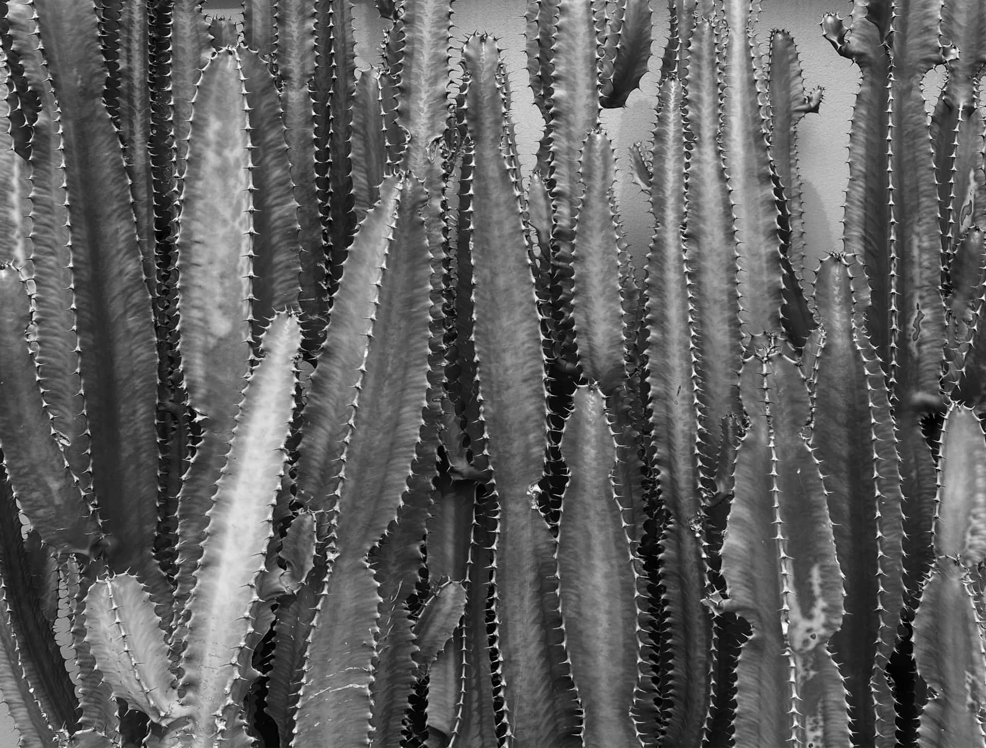 Sabino Canyon Background